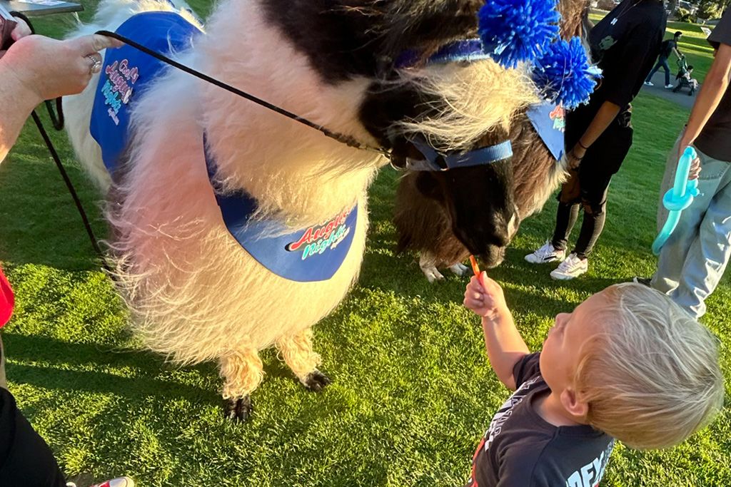 Llamas and alpacas at a past Cool August Nights